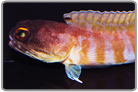 Tiger Jawfish